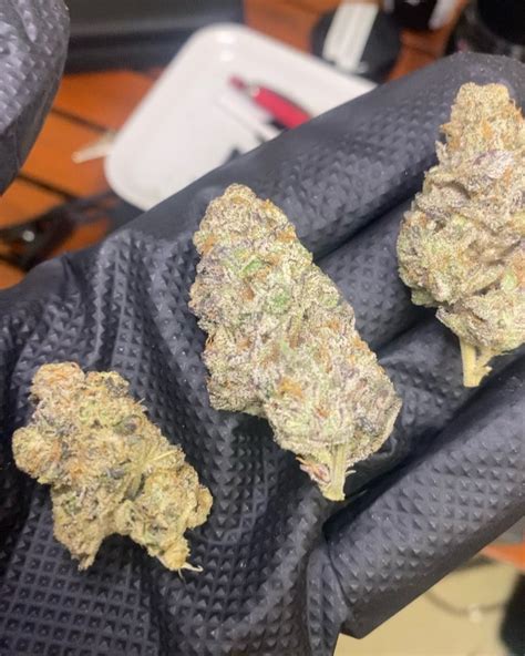 versace strain wizard trees|Fresh Baked Review: Versace vs. GMO vs. Black .